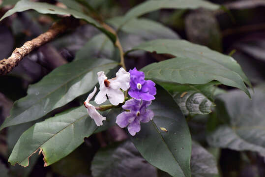 Image de Brunfelsia L.