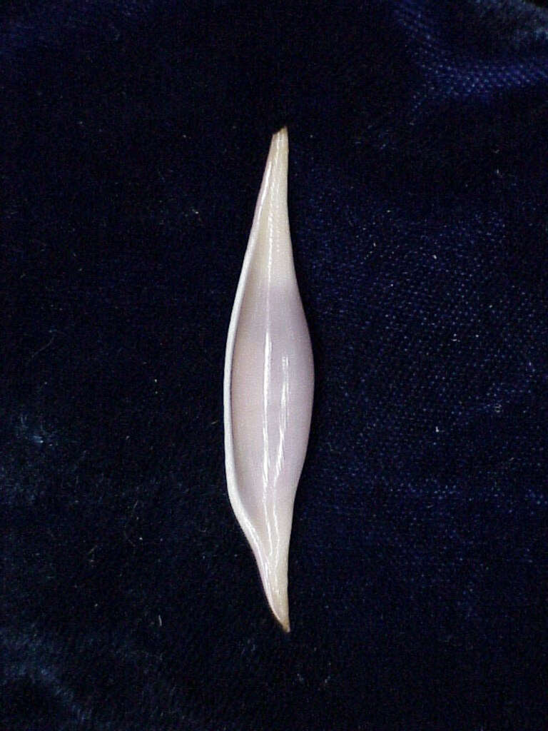 Image of Volva nectarea (Iredale 1930)