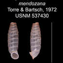 Imagem de Sagracoptis distincta mendozana C. Torre & Bartsch 1972