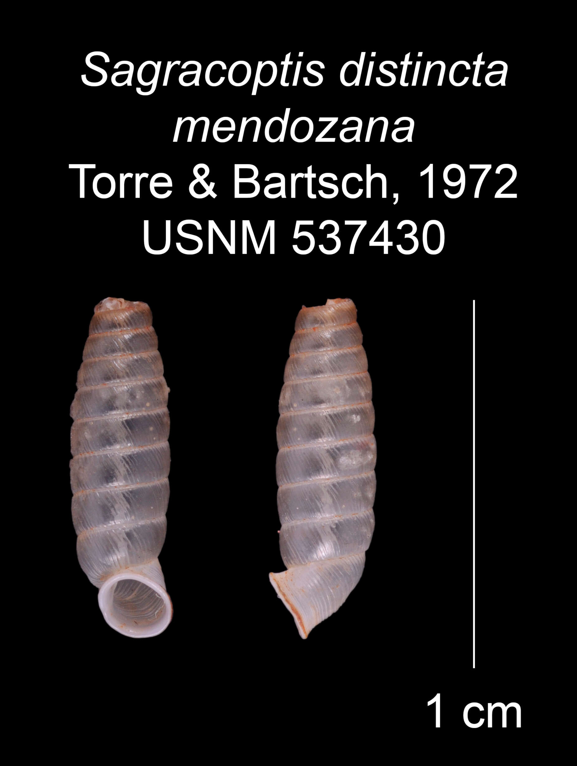 Imagem de Sagracoptis distincta mendozana C. Torre & Bartsch 1972