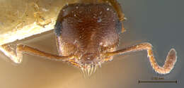 صورة Crematogaster auberti Emery 1869