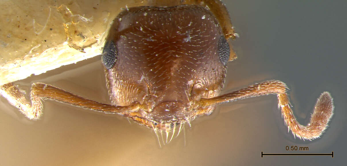 صورة Crematogaster auberti Emery 1869