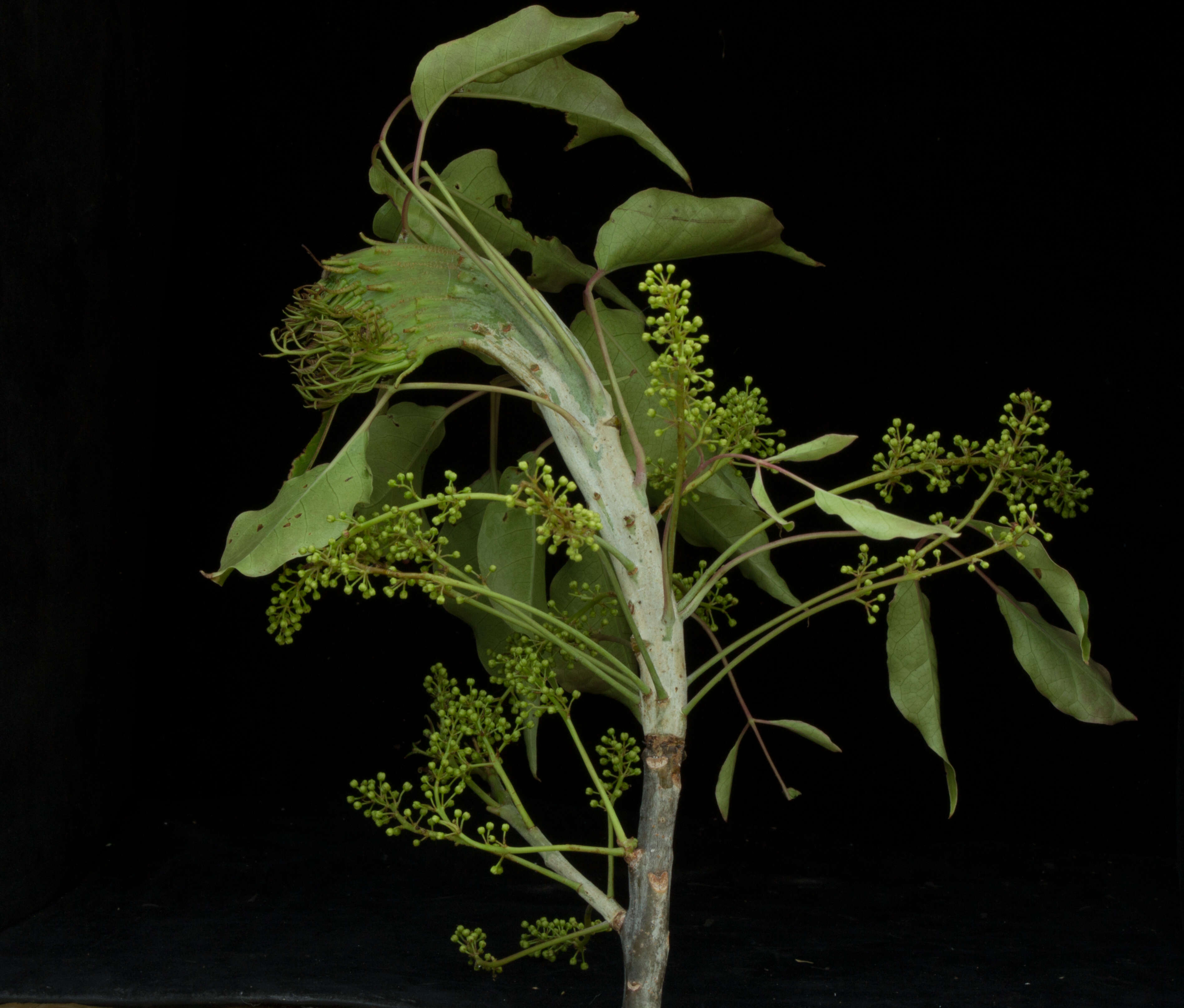 Image of Bursera ovalifolia (Schltdl.) Engl.