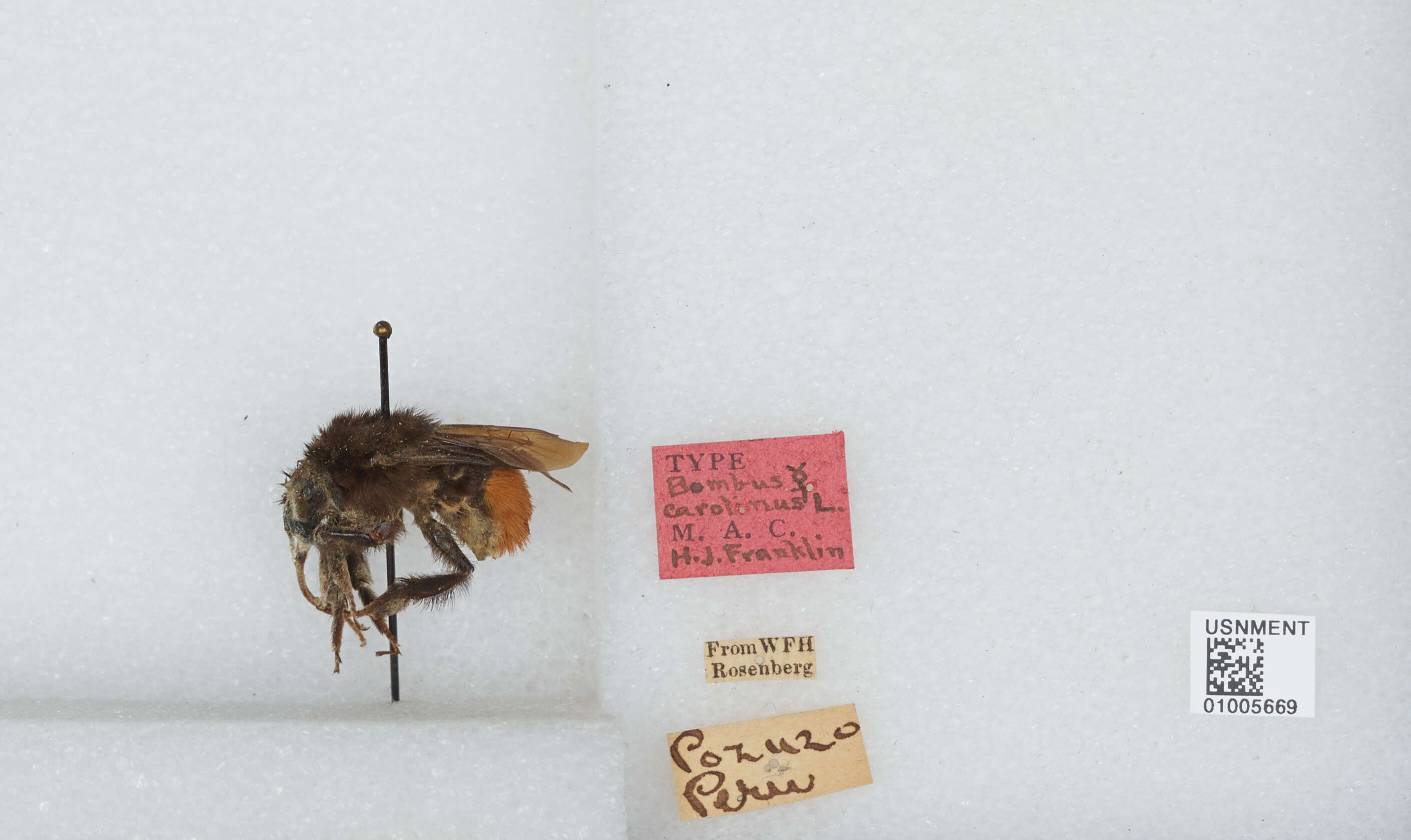 Image of Bombus excellens Smith 1879
