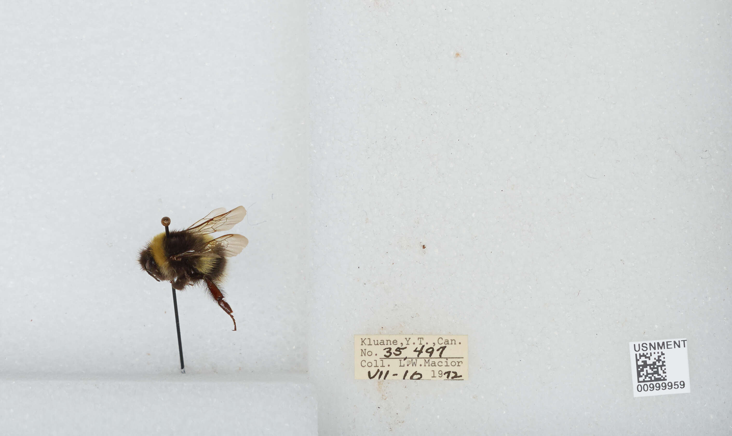 Image of White-tailed bumblebee