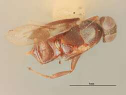 Image of Homalotylus microgaster Girault 1917