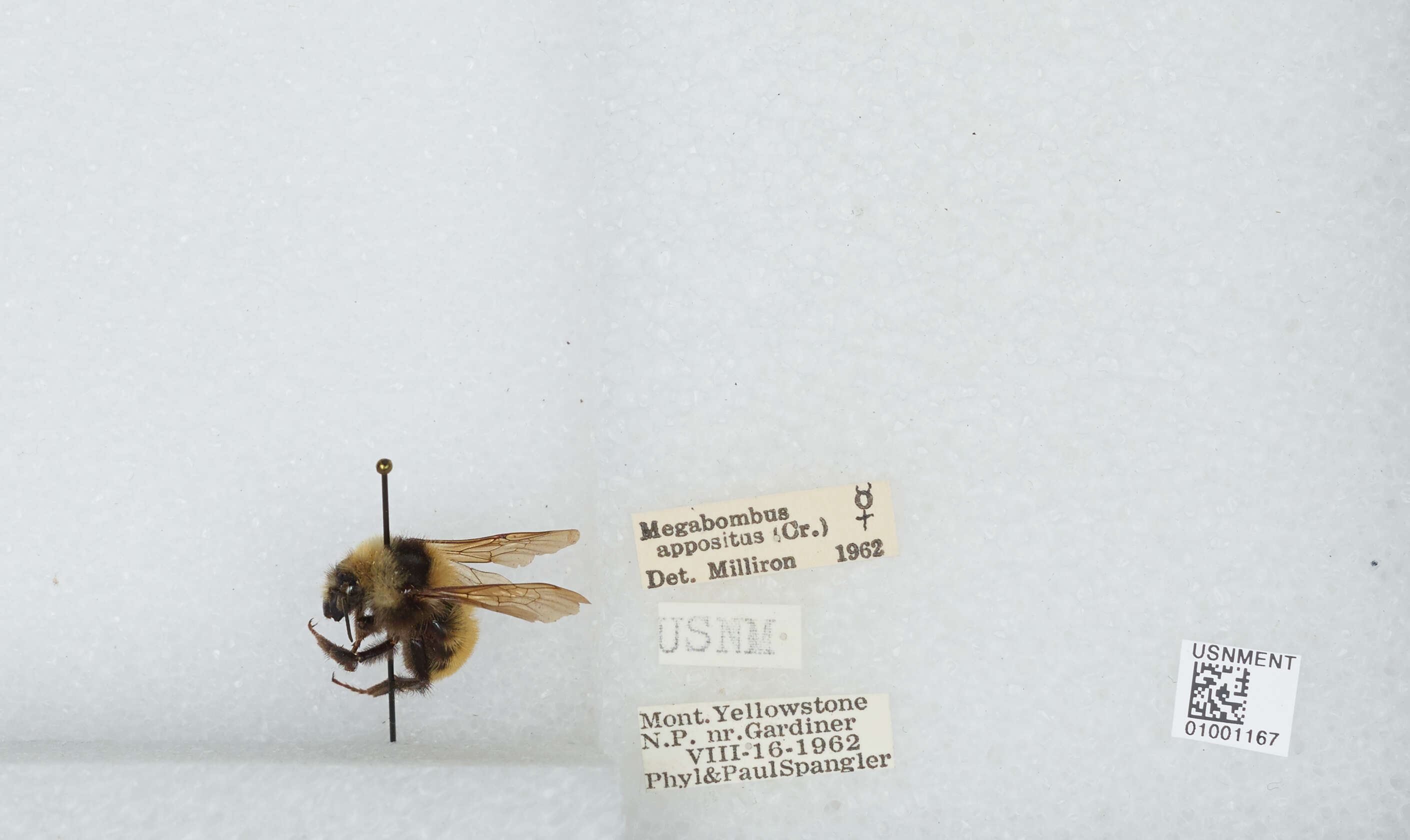 Imagem de Bombus appositus Cresson 1879