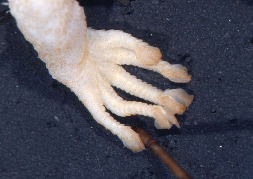 Image of Barbados Leaf-toed Gecko