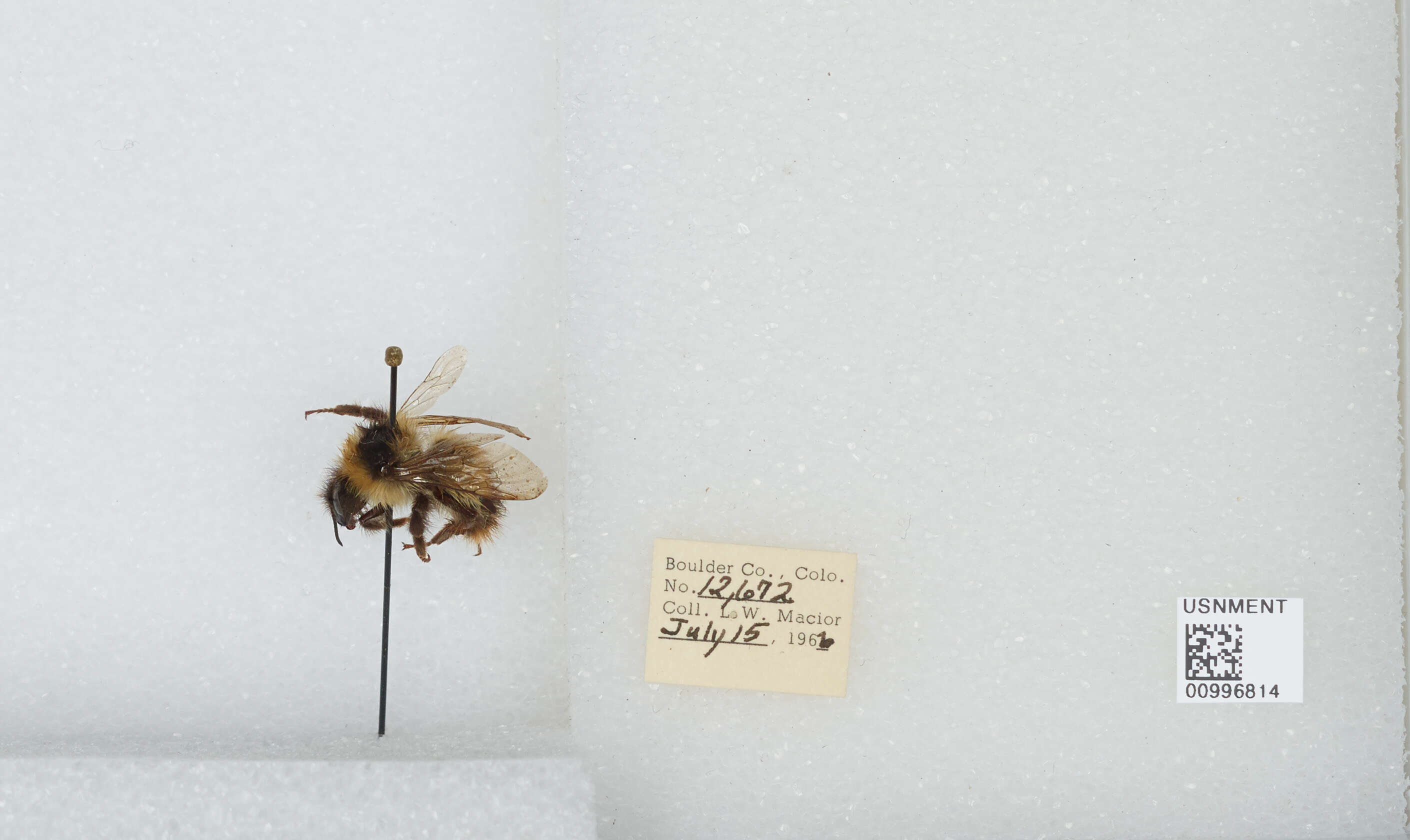 Слика од Bombus balteatus Dahlbom 1832