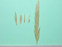 Image of thinleaf false brome