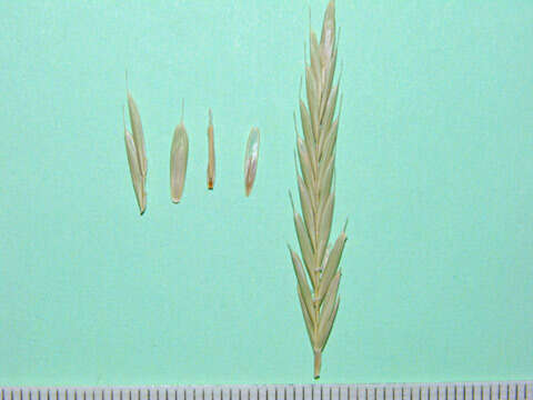 Image of thinleaf false brome