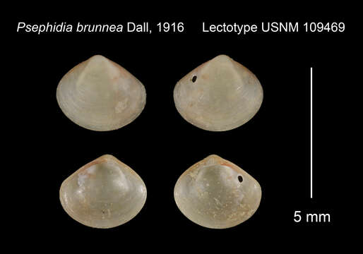 Image of Psephidia brunnea Dall 1916