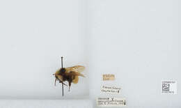 Imagem de Bombus appositus Cresson 1879