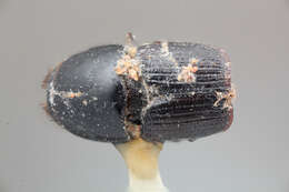 Image of Scolytus excavatus Wood 2007