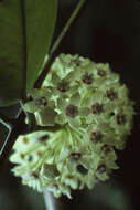Слика од Hoya australis R. Br. ex Traill