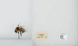 Слика од Bombus balteatus Dahlbom 1832