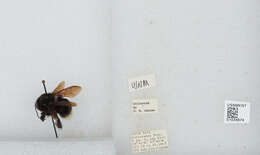 Imagem de Bombus volucelloides Gribodo 1892