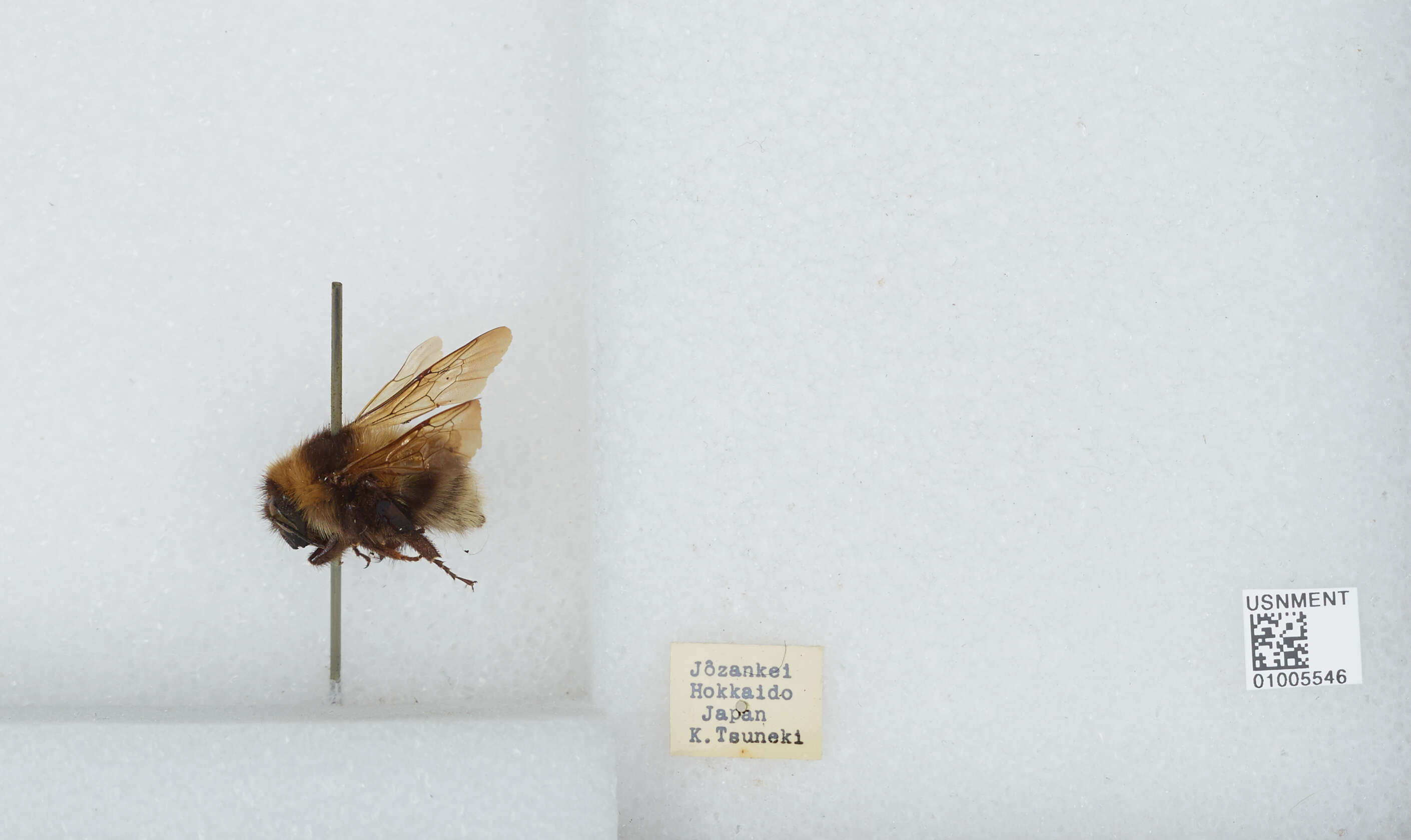 Imagem de Bombus diversus Smith 1869