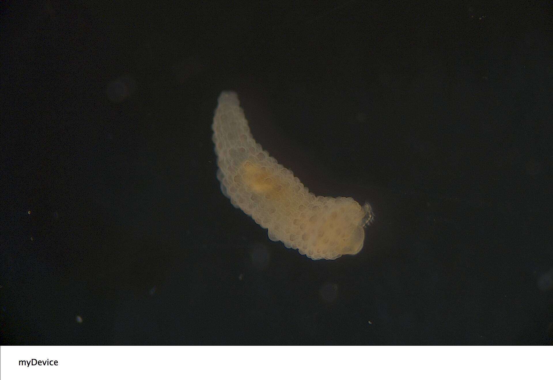 Image of Siphonosoma vastum (Selenka & Bülow 1883)