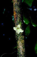 Image of Long-Leaf Aiea