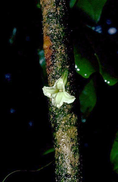 Image of Long-Leaf Aiea