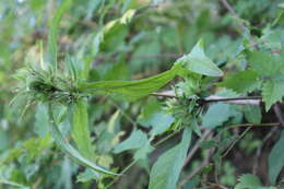 Image of Carolina wild petunia