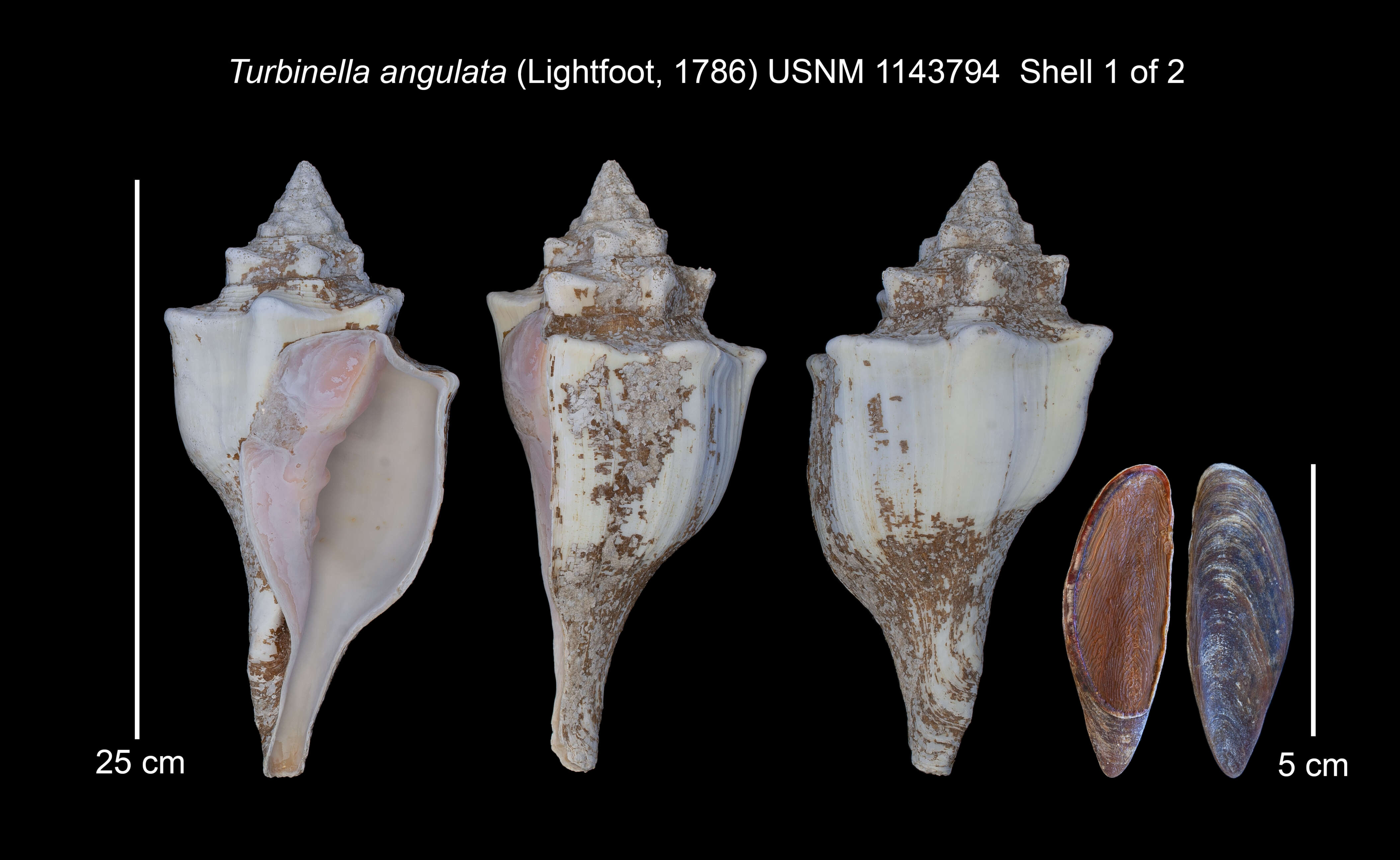 Image of Turbinella angulata (Lightfoot 1786)