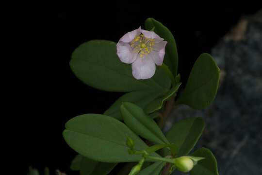 Image of Talinum fruticosum (L.) Juss.