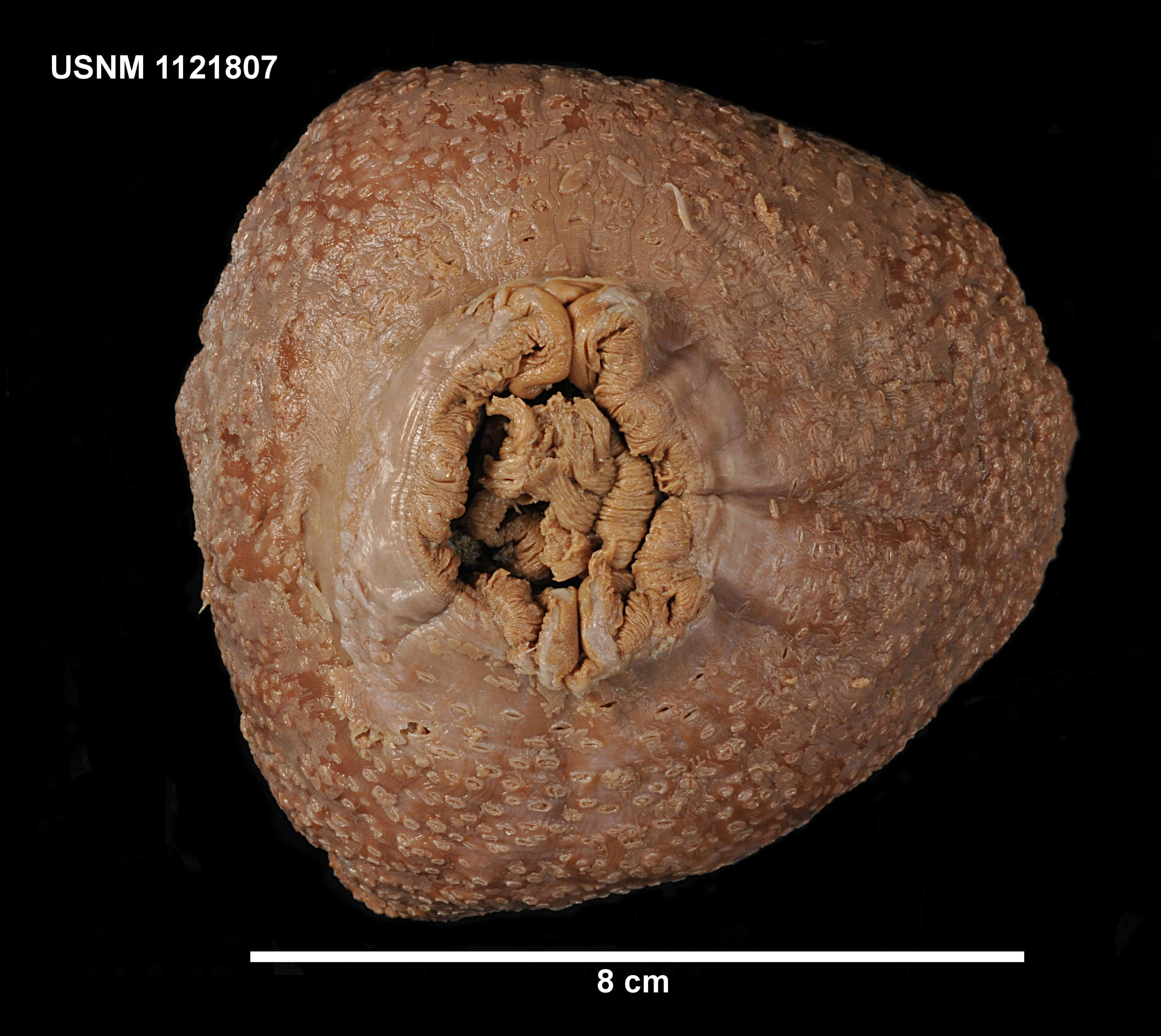 Image de Liponema multiporum Hertwig 1882