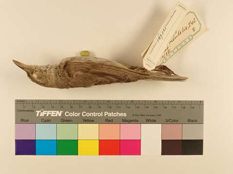 Image of Oriental Reed Warbler