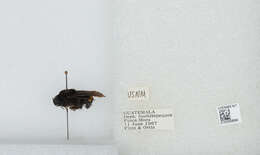 Imagem de Bombus mexicanus Cresson 1879