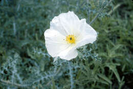 Image of Sacramento prickly poppy