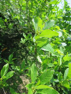 Ilex verticillata (L.) A. Gray resmi