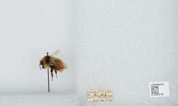 Image de Bombus sylvicola Kirby 1837