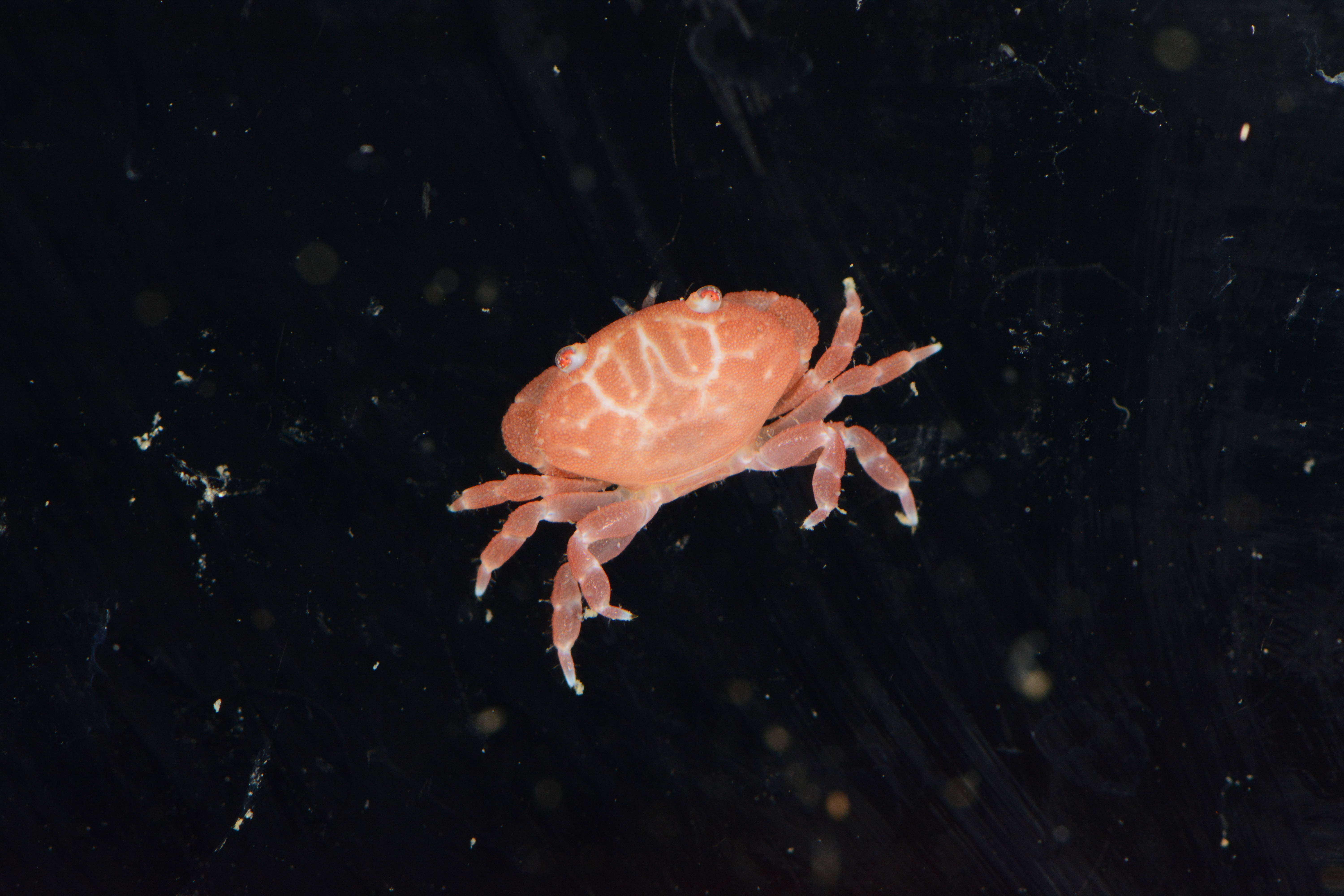 Image of Xanthidae