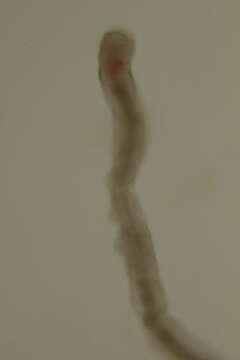 Image of Protodrilus oculifer Pierantoni 1908