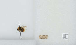 Image de Bombus sylvicola Kirby 1837