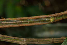 Слика од Paullinia pinnata L.