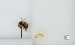 Image of Frigid Bumble Bee