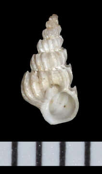 Image of Epitonium dallianum (Verrill & S. Smith)