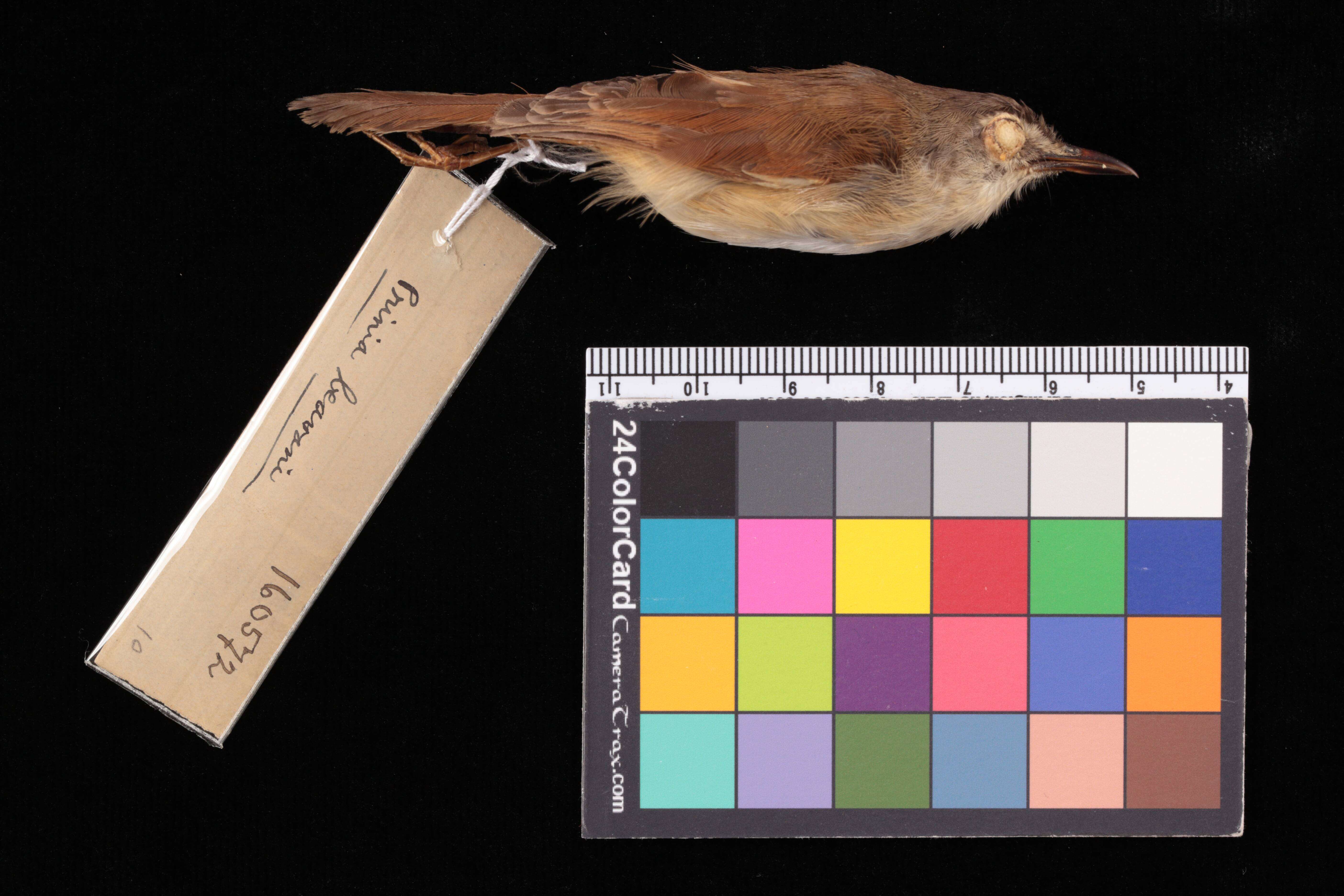 Image of Prinia rufescens peninsularis Deignan 1942