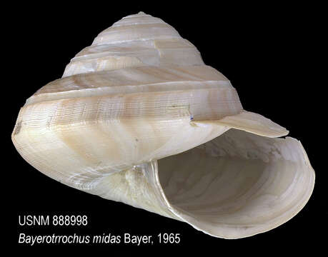 صورة Bayerotrochus midas (Bayer 1965)