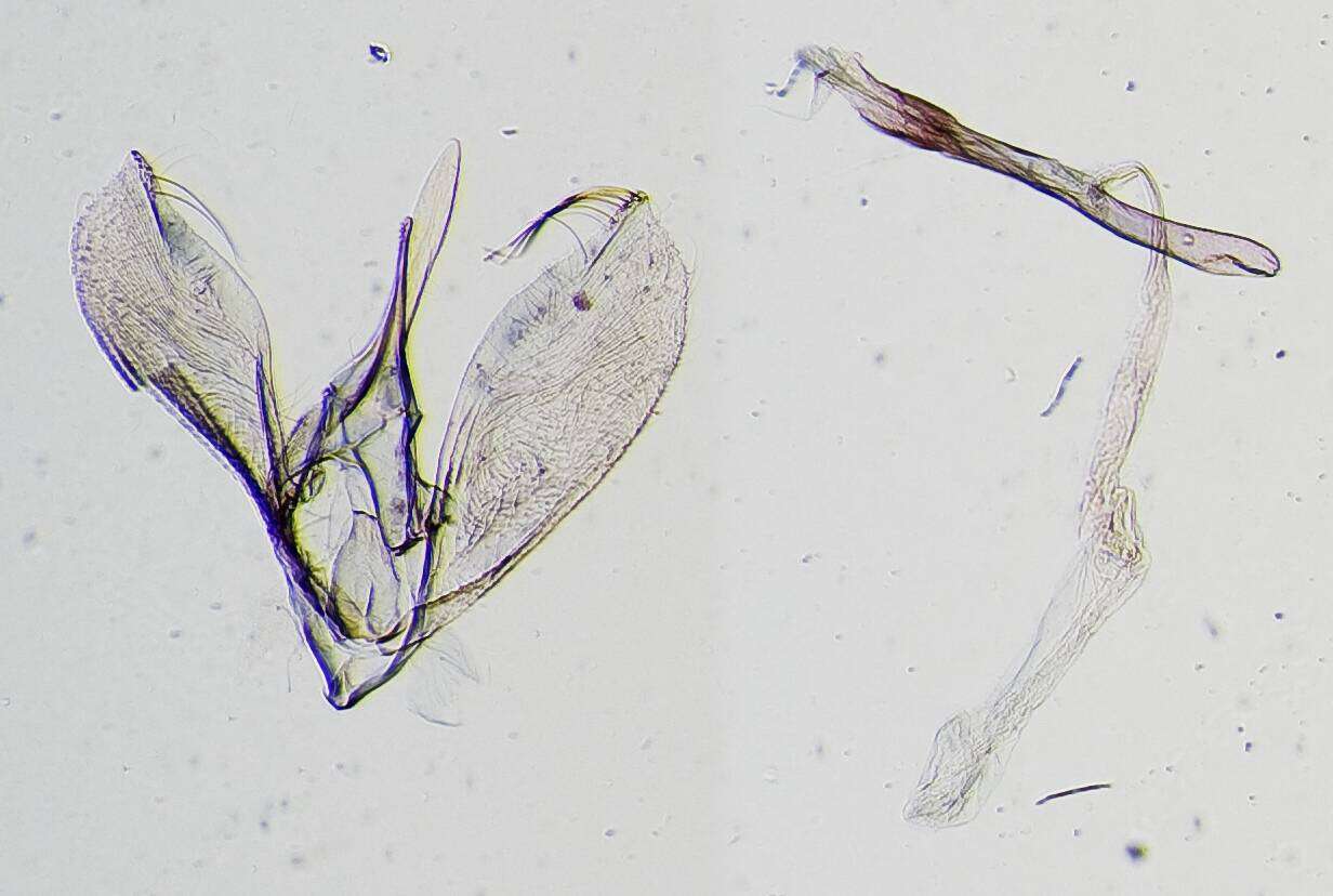 Image of Aulacodes reversalis Dyar 1914