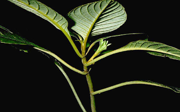 Image of Cyrtandra kamoolaensis H. St. John