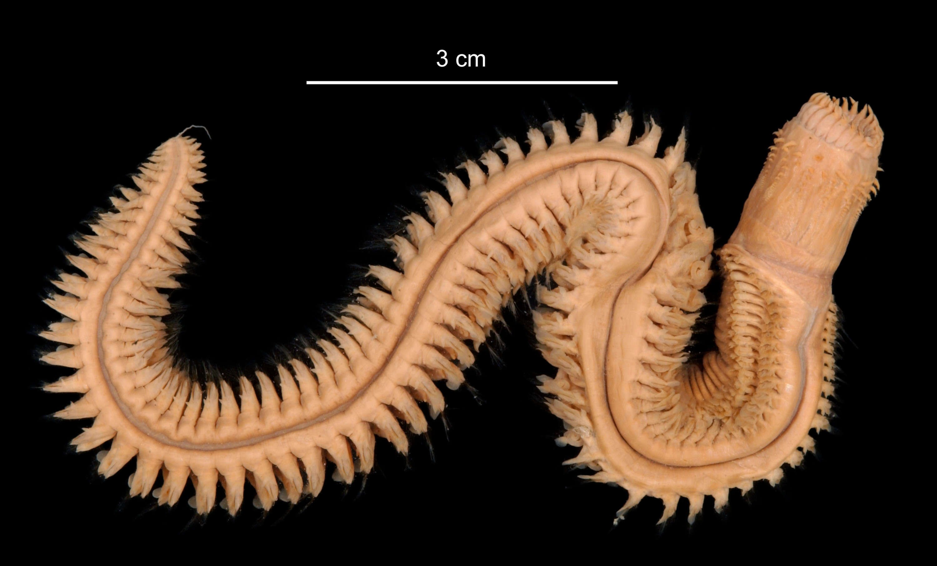 Image of Aglaophamus ornatus Hartman 1967