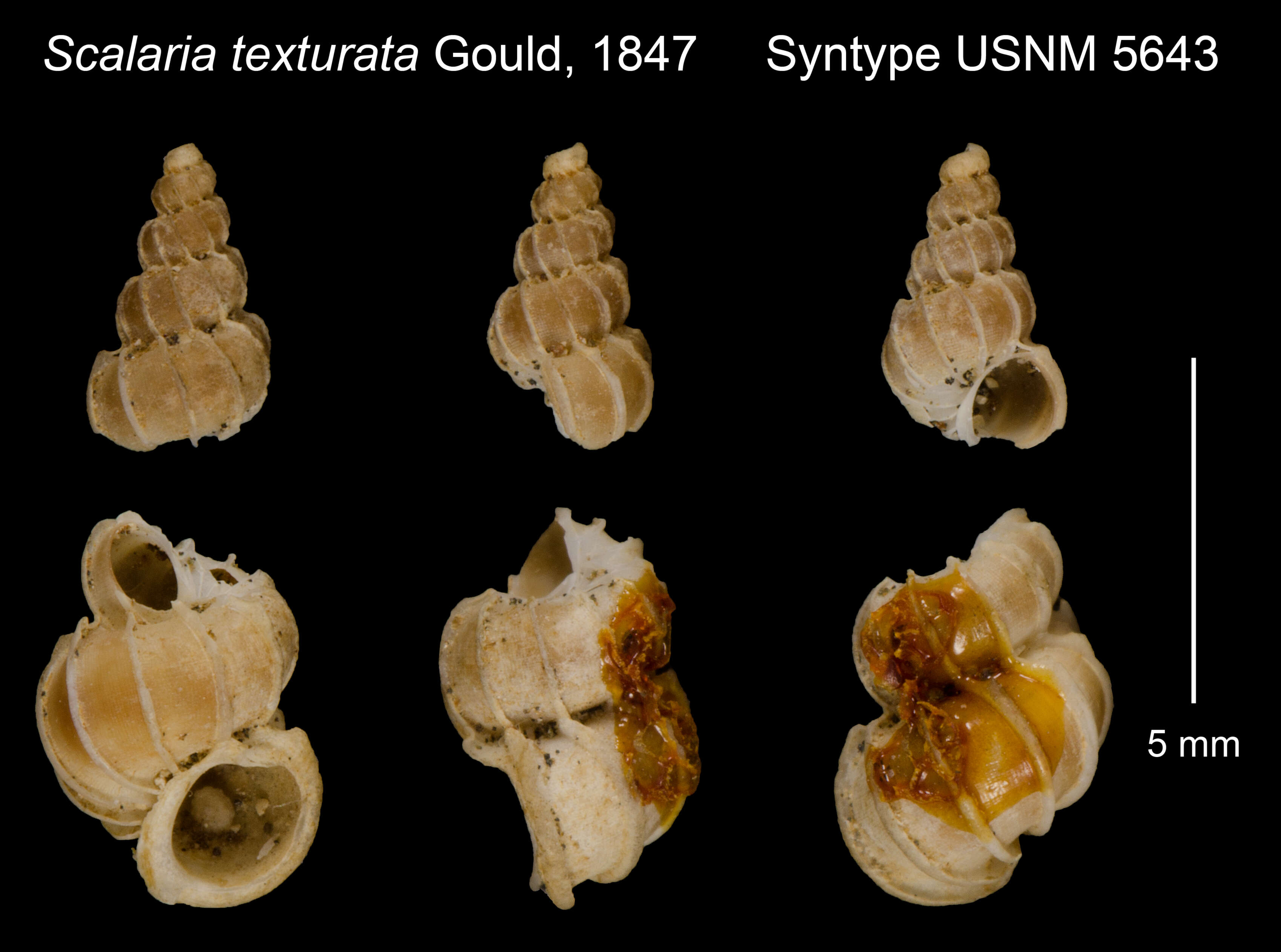 Image of Scalaria texturata A. Gould 1847