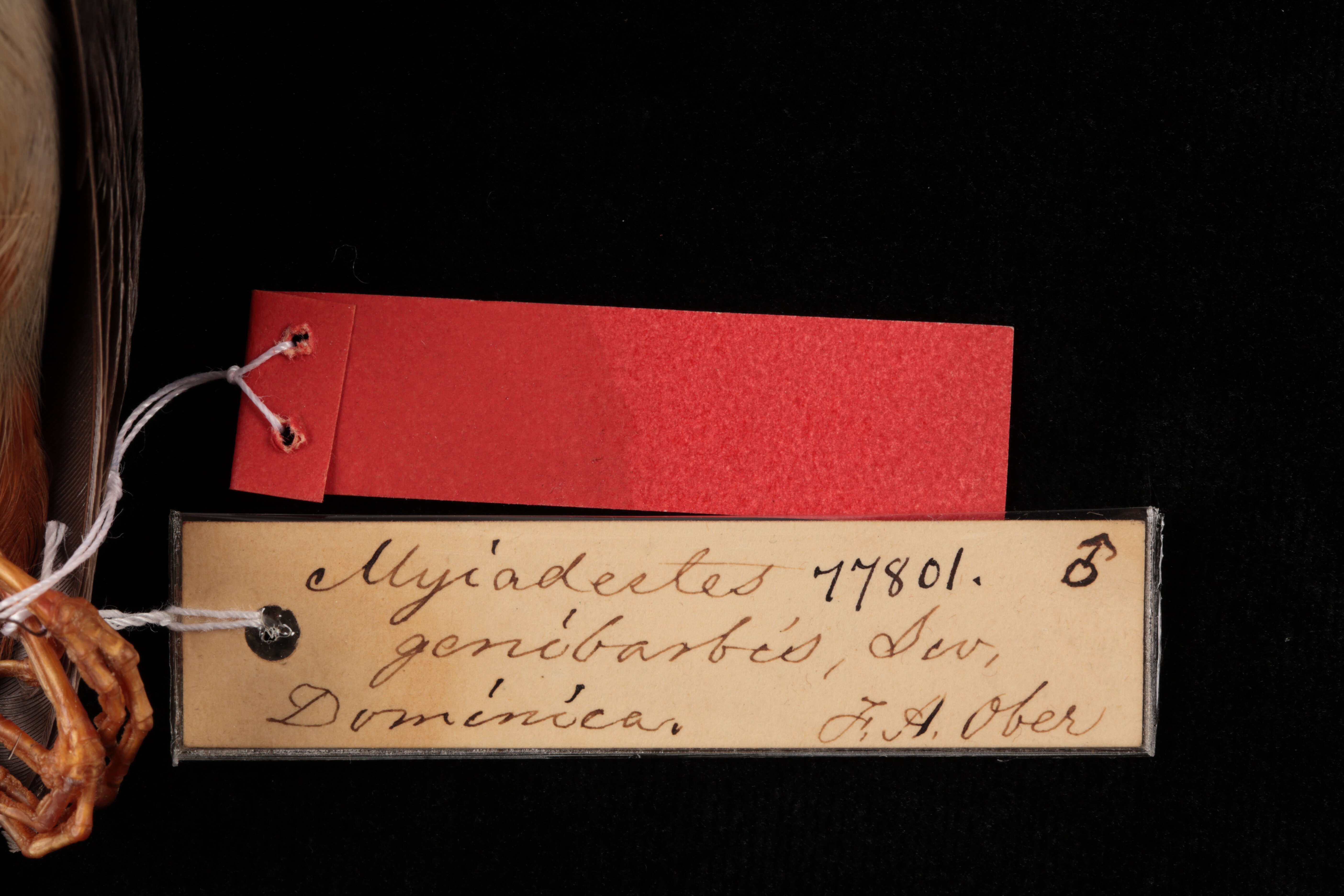Image of Myadestes genibarbis dominicanus Stejneger 1882