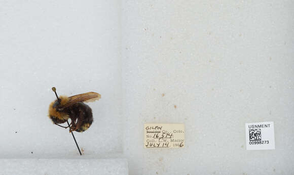 Image de Bombus insularis (Smith 1861)