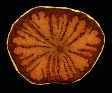 Image of Tontelea corymbosa (Huber) A. C. Sm.