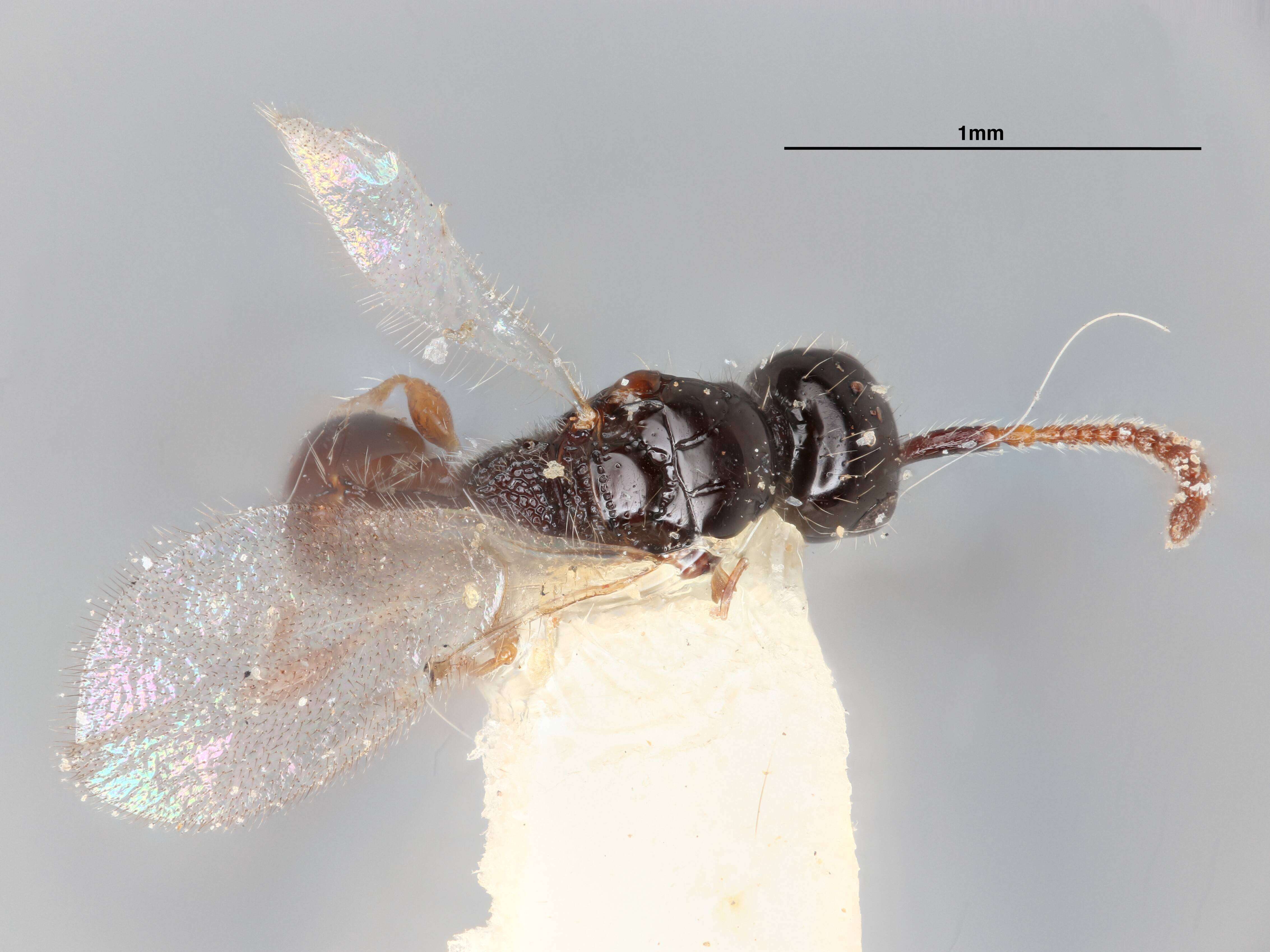 Image of Xenopria Fouts 1939